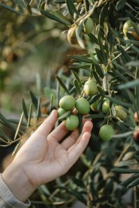 خواص زیتون و روغن زیتون