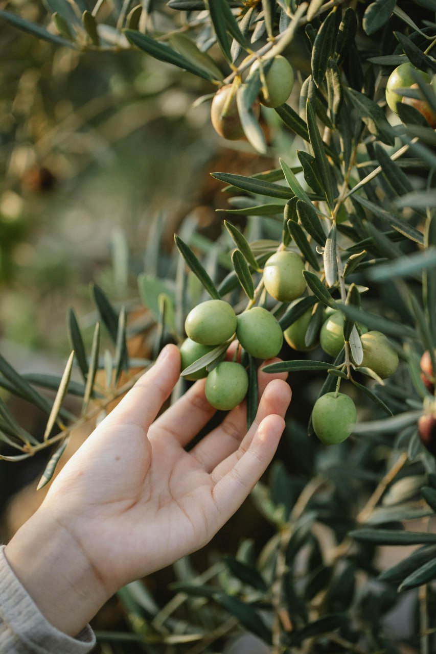 خواص زیتون و روغن زیتون